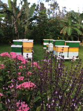 Jungle Blossom Honey